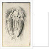 Trilobite from Golden Grove, 6th November 1841 by John Phillips