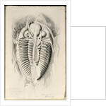 Trilobite from Golden Grove, 6th November 1841 by John Phillips
