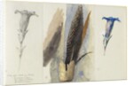 Study of a Feather, Flanked by Two Studies of a Gentian, 1875 by John Ruskin