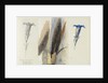 Study of a Feather, Flanked by Two Studies of a Gentian, 1875 by John Ruskin