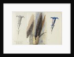 Study of a Feather, Flanked by Two Studies of a Gentian, 1875 by John Ruskin