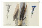 Study of a Feather, Flanked by Two Studies of a Gentian, 1875 by John Ruskin