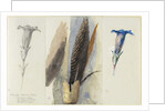 Study of a Feather, Flanked by Two Studies of a Gentian, 1875 by John Ruskin