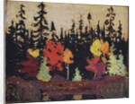 Black Spruce and Maple, 1915 by Thomas John Thomson