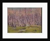 Silver Birches, c.1915 by Thomas John Thomson