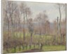 Poplars, Grey Weather, Eragny, 1895 by Camille Pissarro