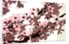 Japanese Blossom by Sarah O'Toole