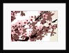 Japanese Blossom by Sarah O'Toole