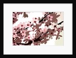 Japanese Blossom by Sarah O'Toole