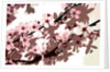 Japanese Blossom by Sarah O'Toole