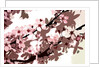 Japanese Blossom by Sarah O'Toole