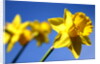 Daffodil Line by Sarah O'Toole