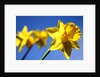 Daffodil Line by Sarah O'Toole