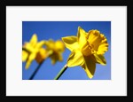 Daffodil Line by Sarah O'Toole