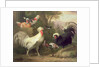 Cockerels and Pigeons by Jakob Bogdani or Bogdany