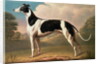 Greyhound, 1800 by Benjamin Killingbeck