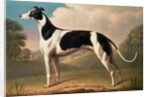 Greyhound, 1800 by Benjamin Killingbeck
