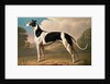 Greyhound, 1800 by Benjamin Killingbeck