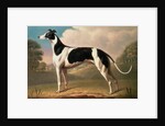 Greyhound, 1800 by Benjamin Killingbeck