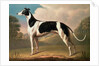 Greyhound, 1800 by Benjamin Killingbeck