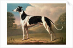 Greyhound, 1800 by Benjamin Killingbeck