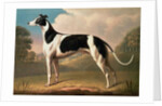 Greyhound, 1800 by Benjamin Killingbeck