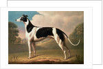 Greyhound, 1800 by Benjamin Killingbeck