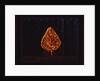 The Glowing Bush, 1996 by Peter Davidson