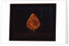 The Glowing Bush, 1996 by Peter Davidson