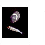 Fish and Rock Form, 1997 by Peter Davidson