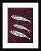 Three Fish, 1997 by Peter Davidson