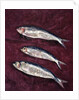 Three Fish, 1997 by Peter Davidson