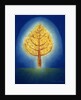 Glowing Tree, 1996 by Peter Davidson