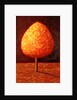 Sun Drenched Tree, 1996 by Peter Davidson