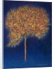 Tree in Blossom, 1997 by Peter Davidson