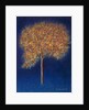 Tree in Blossom, 1997 by Peter Davidson