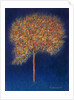 Tree in Blossom, 1997 by Peter Davidson