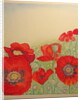 Poppy Field by Peter A Ford