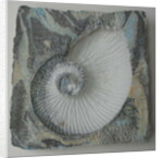 Helix 1 by Peter A Ford