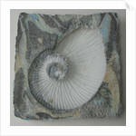 Helix 1 by Peter A Ford