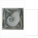 Helix 1 by Peter A Ford