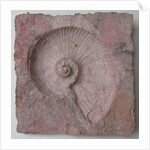 Helix 3 by Peter A Ford