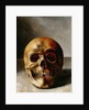 Skull by European School