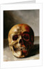 Skull by European School