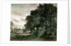 Study of Trees by John Constable