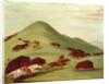 The Buffalo Hunt by George Catlin