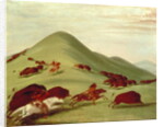 The Buffalo Hunt by George Catlin