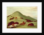 The Buffalo Hunt by George Catlin