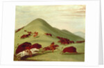 The Buffalo Hunt by George Catlin