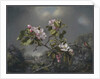 Apple Blossoms and Hummingbird, 1871 by Martin Johnson Heade